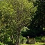 Ardlogie wildlife
