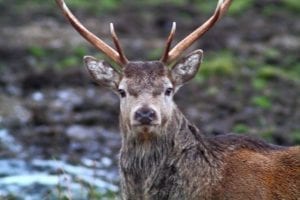 Ardlogie Guest House and Self Catering Aviemore